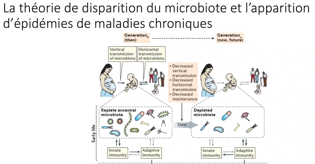 Le rôle clef du microbiote