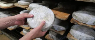 Lait cru, où va-t-on ?