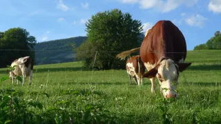 Le comté, le mont d’or et le morbier plus durables